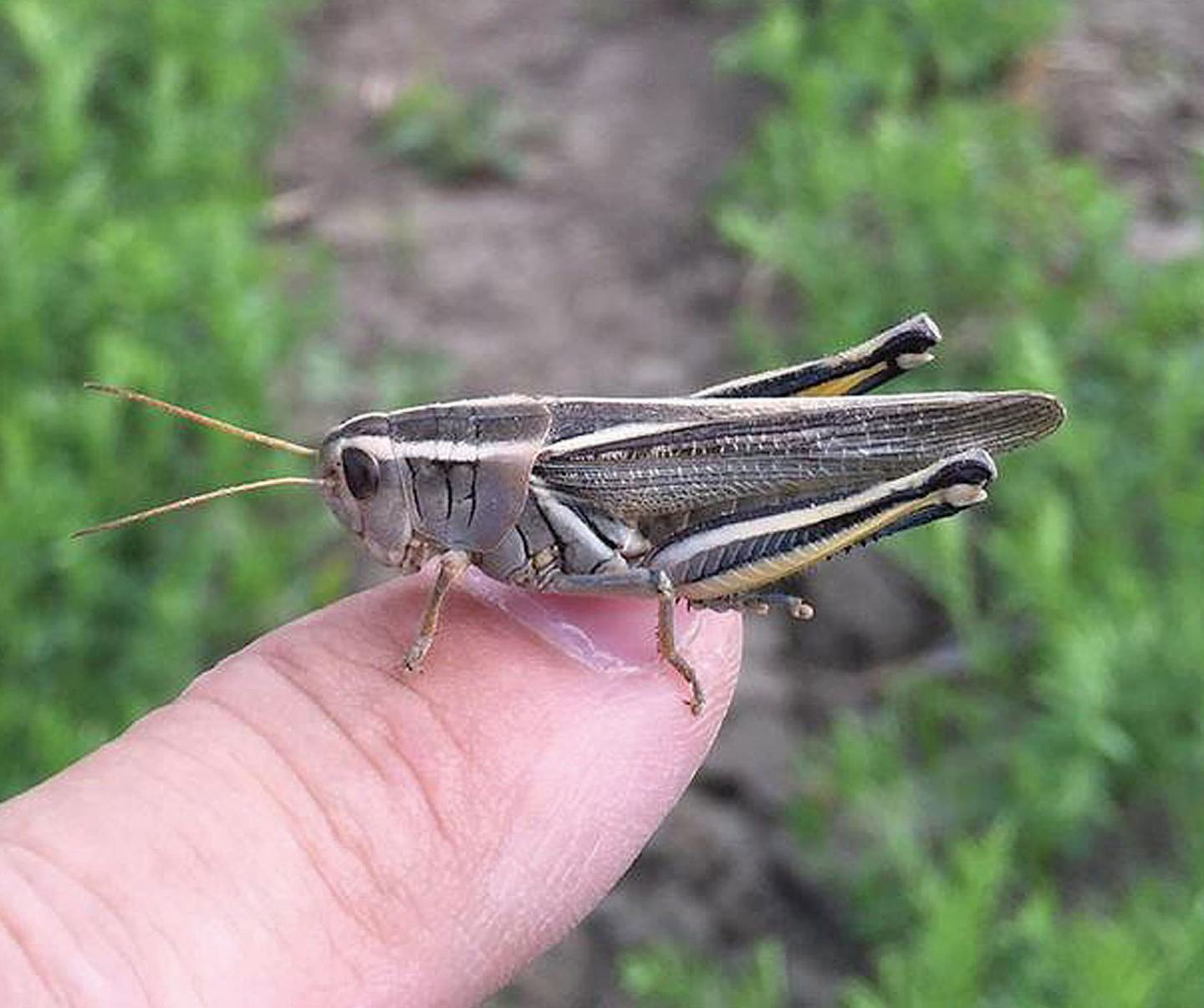 grashopper