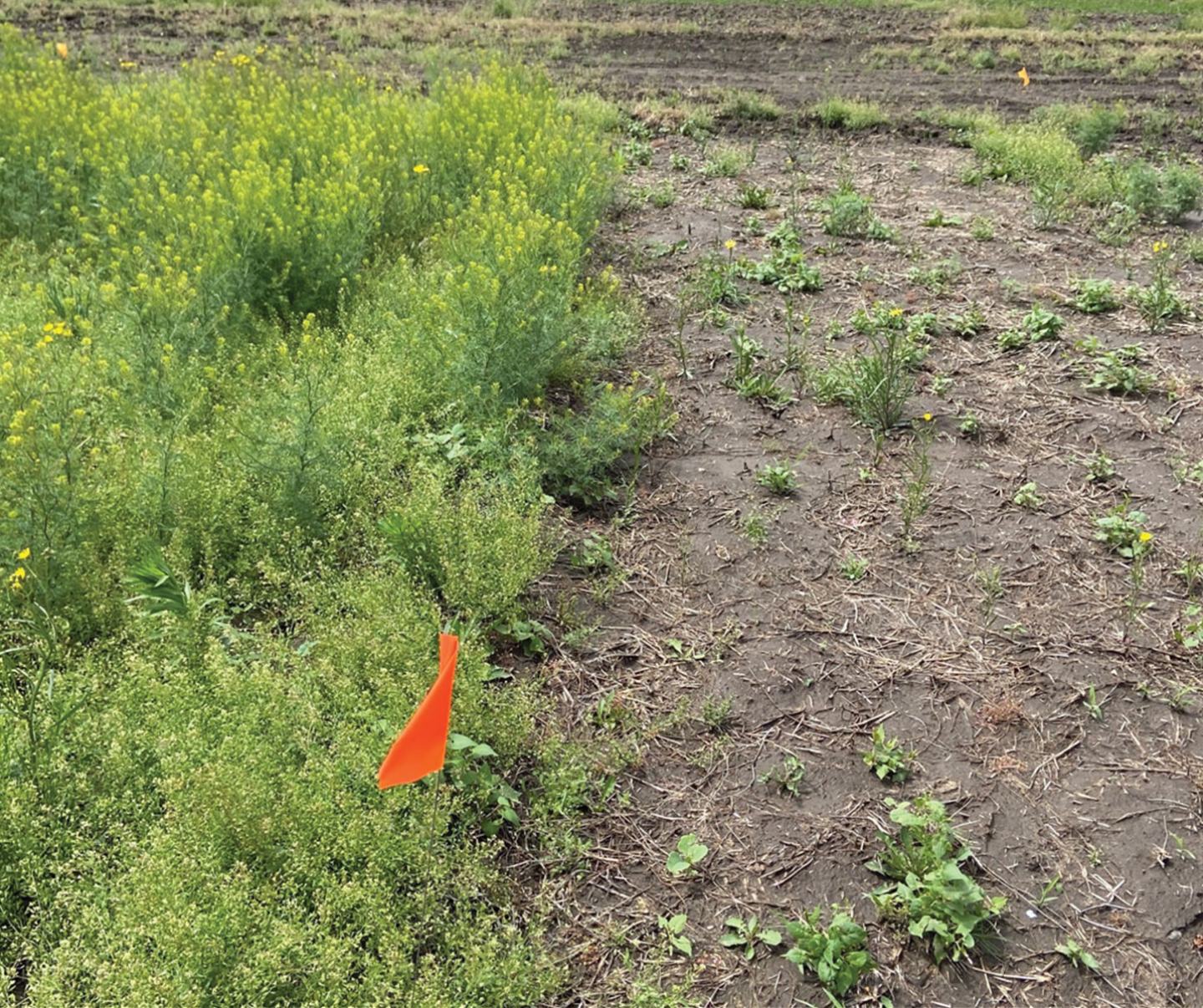 Focus on bare ground