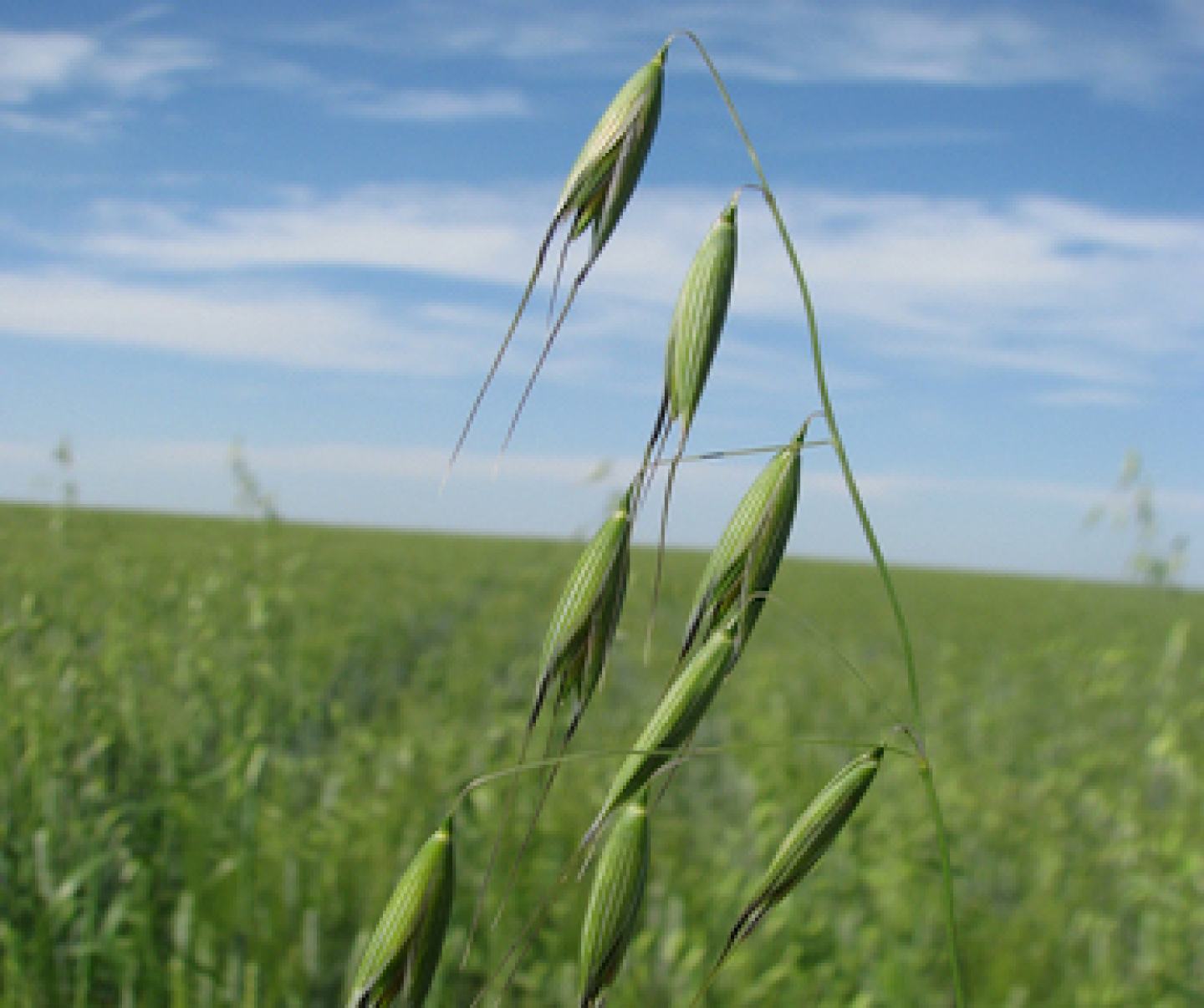 Grassy weed article
