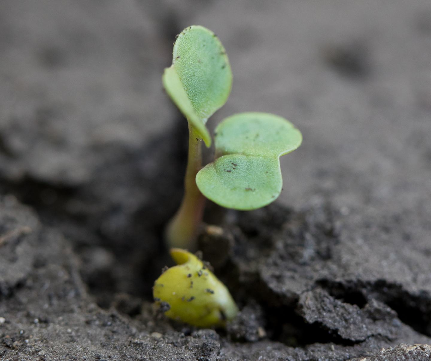 canola