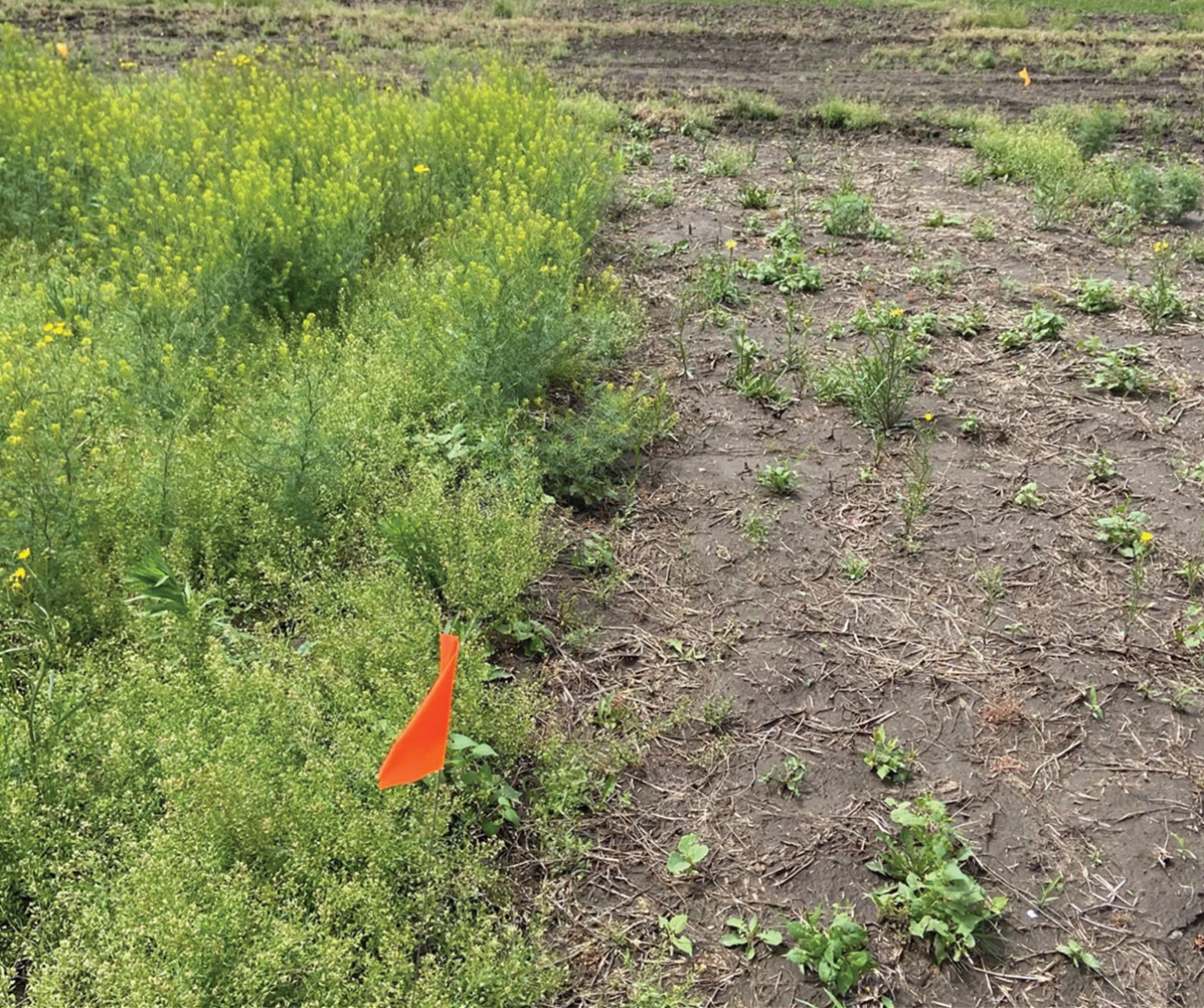 Focus on bare ground