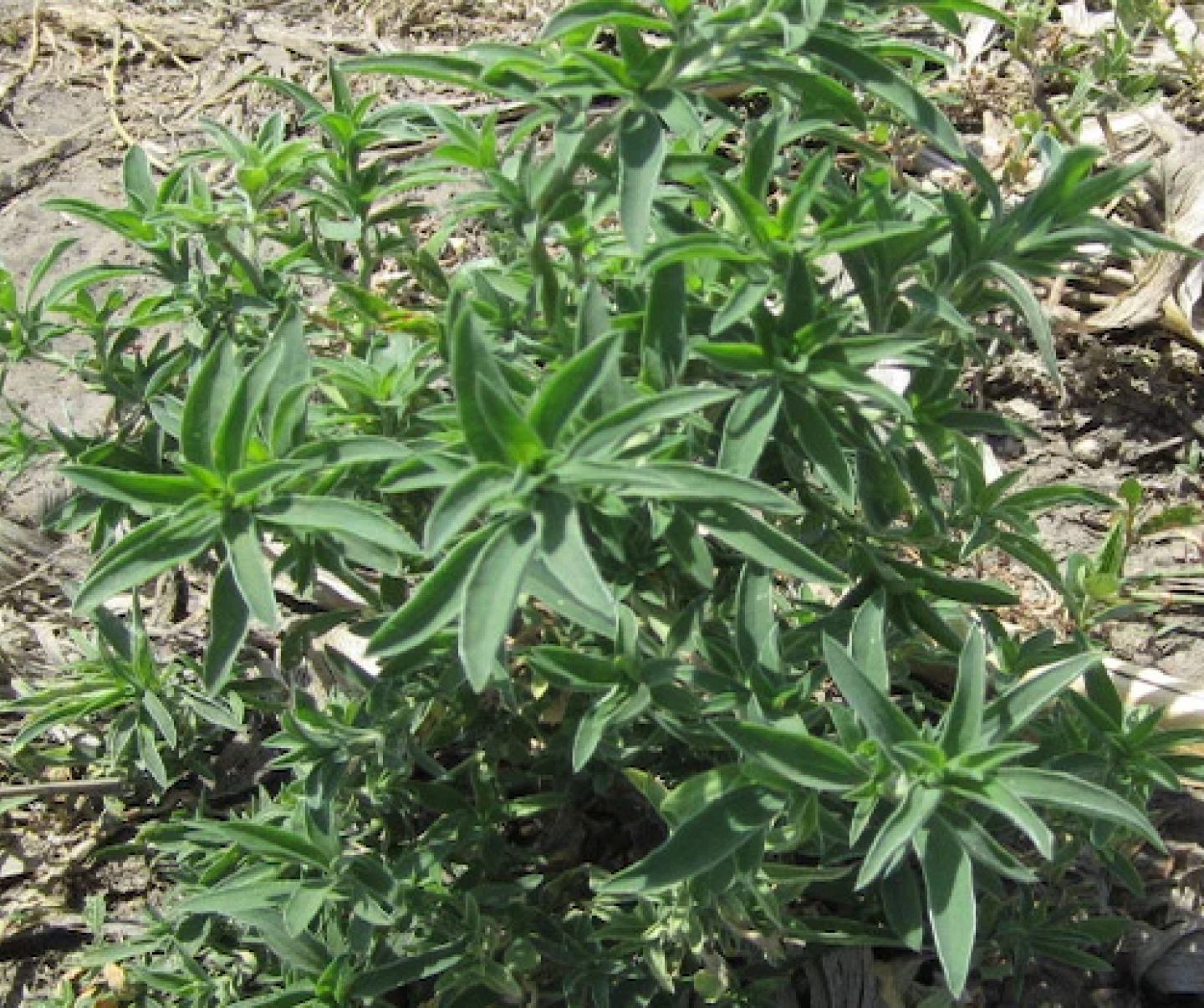 Kochia