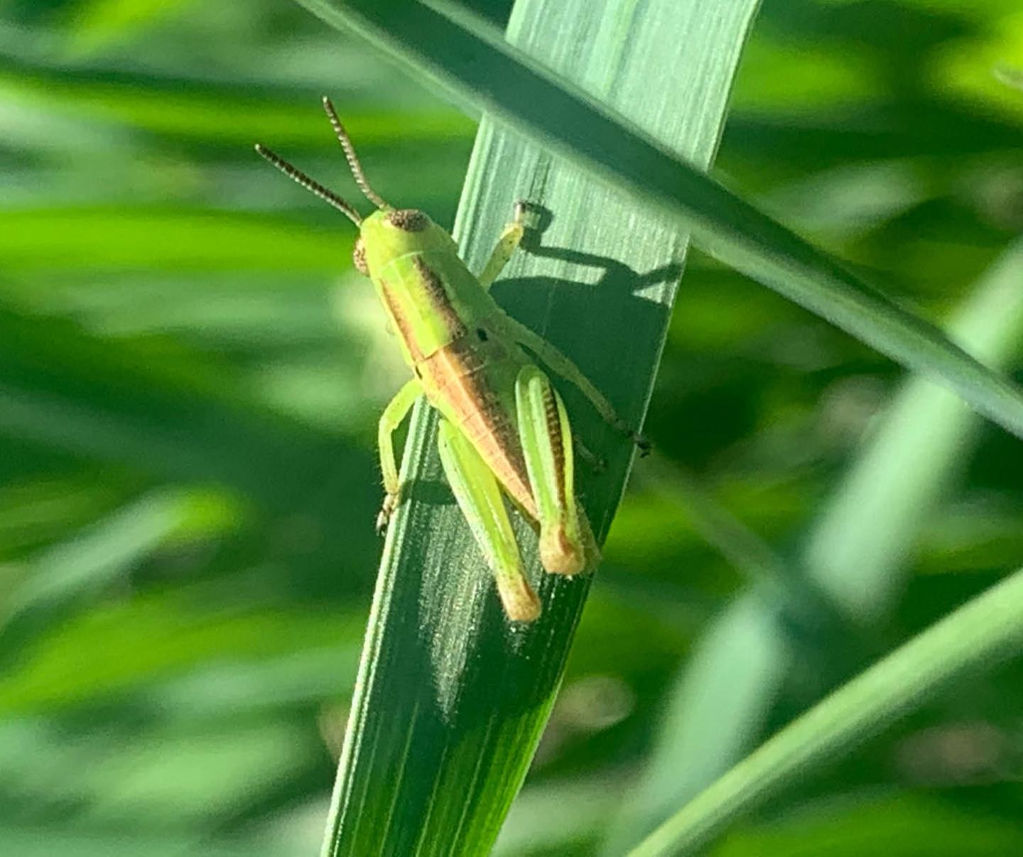 Grasshopper