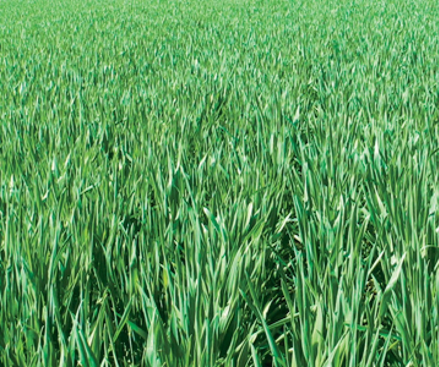 Young Wheat