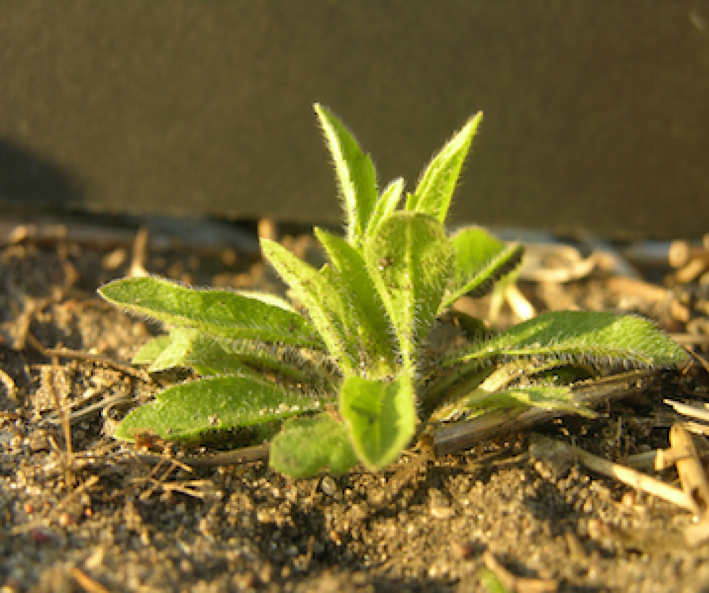 Kochia