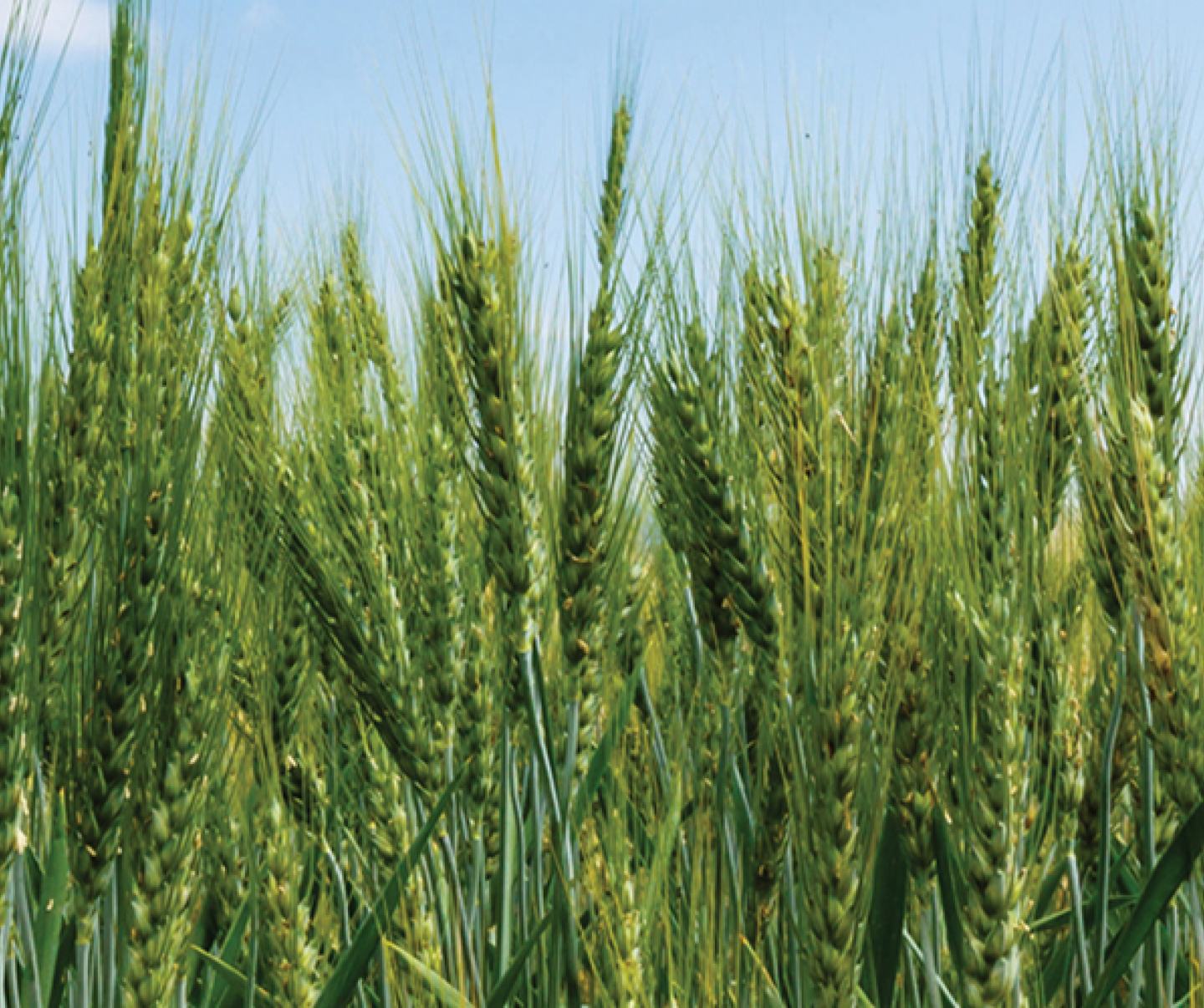 Green Wheat