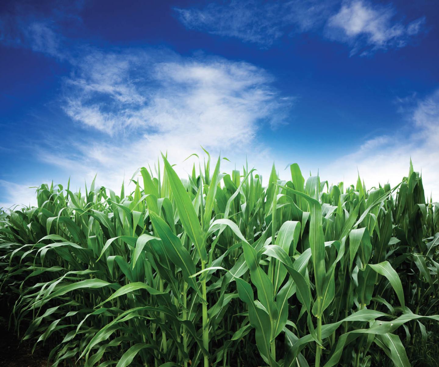 Corn Management Podcast