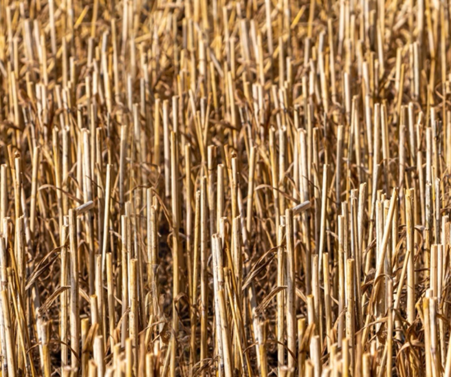 Stubble