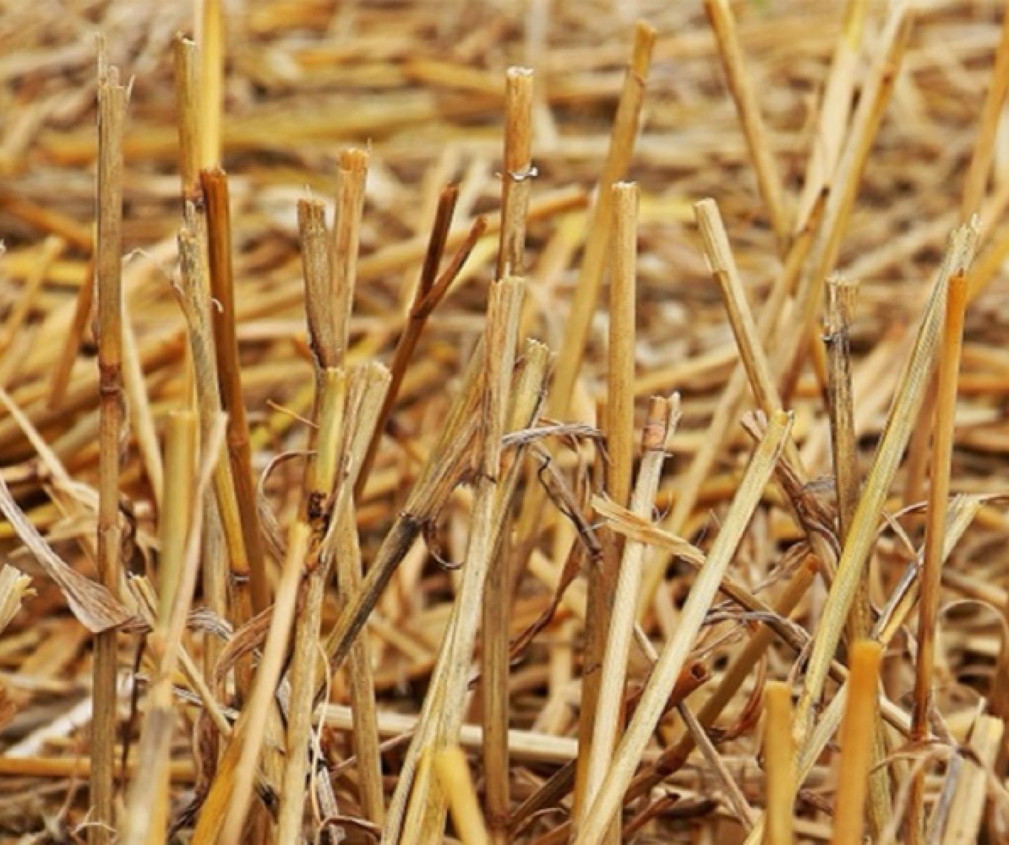 Stubble