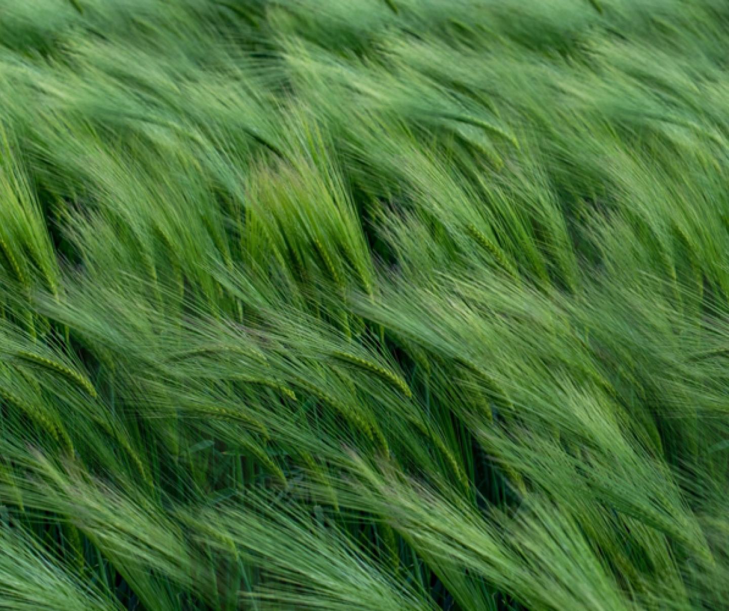Young Wheat