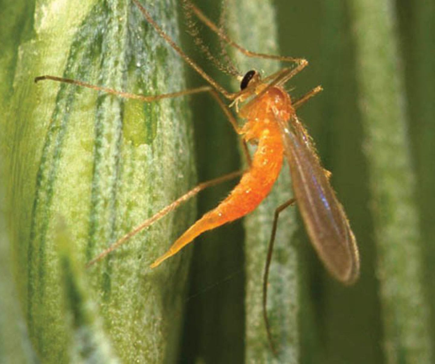 Insect hub article