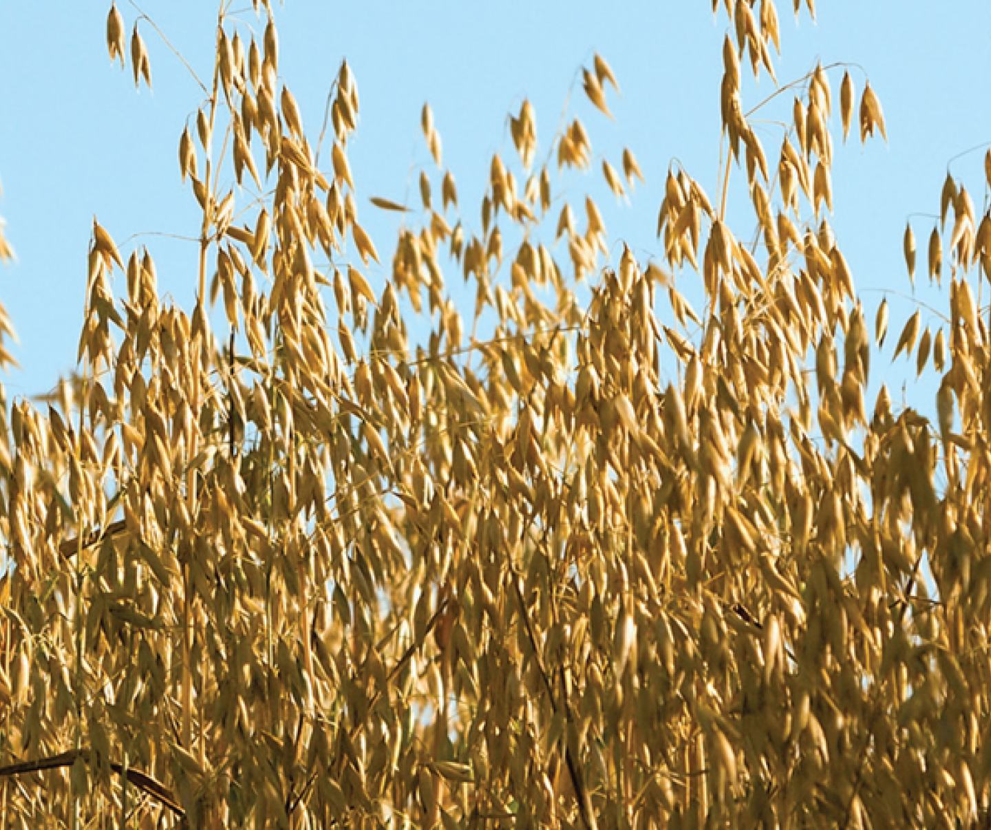 Crop image