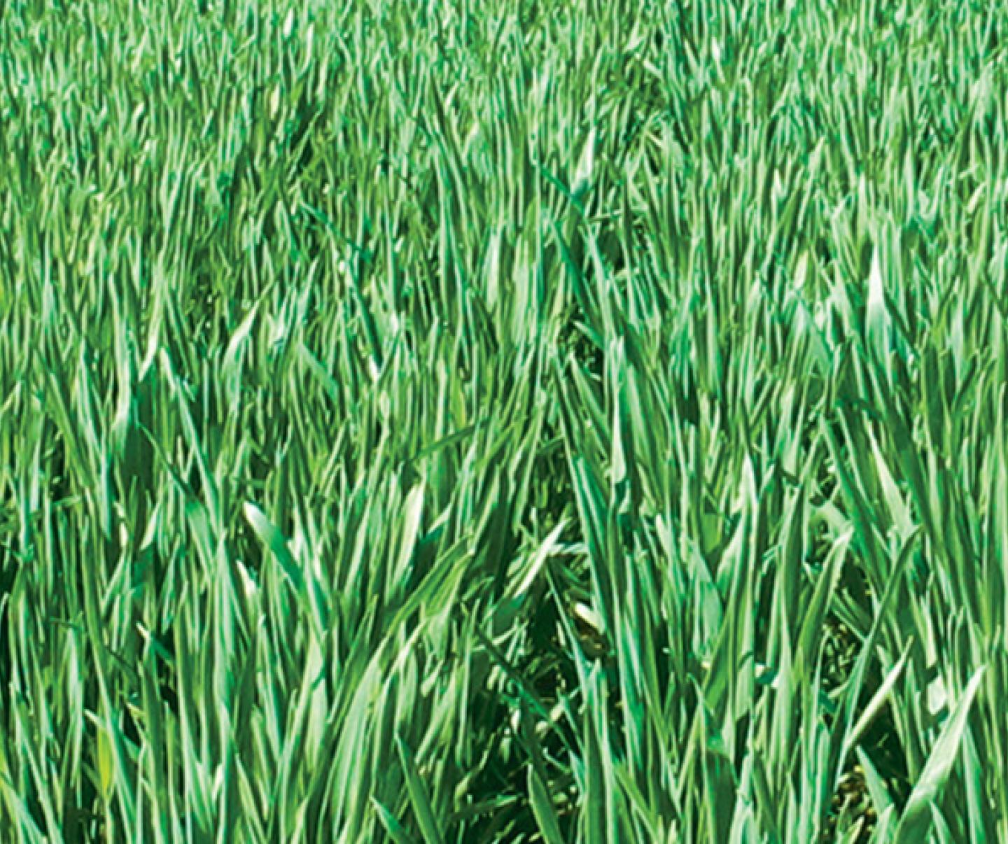 Wheat crop