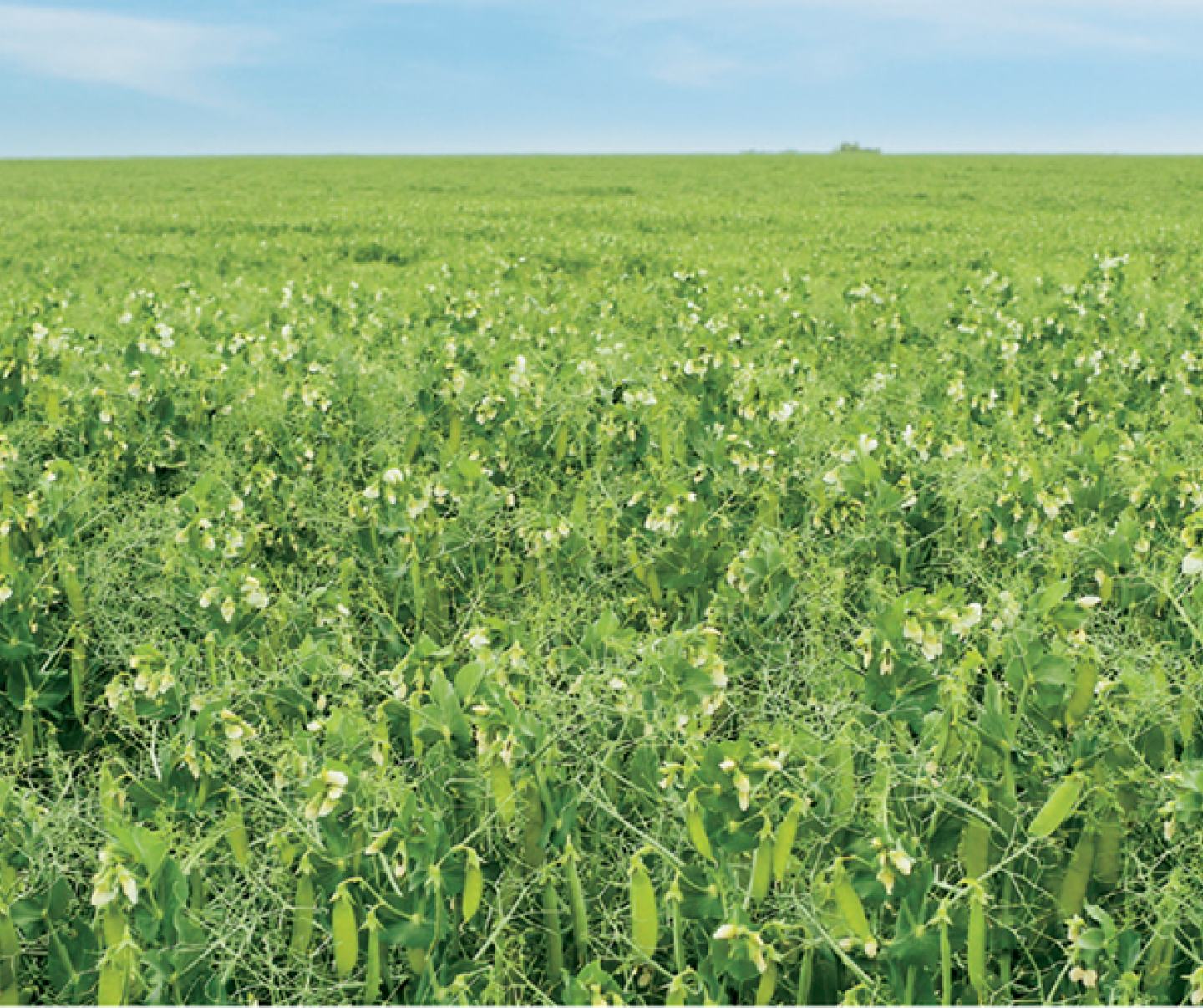 Green field of crops
