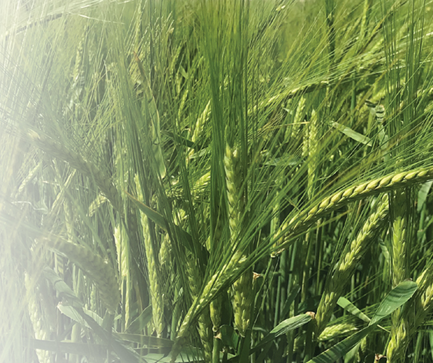 Green Wheat