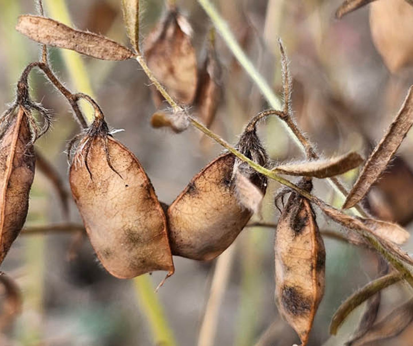 Mature Lentil Pods