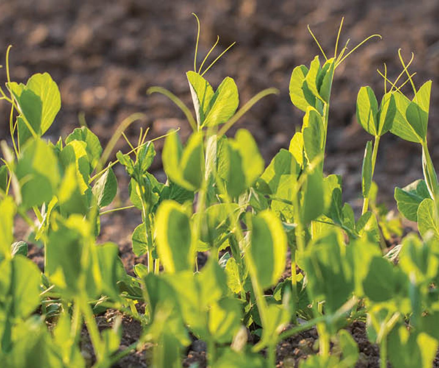 Young pea crop