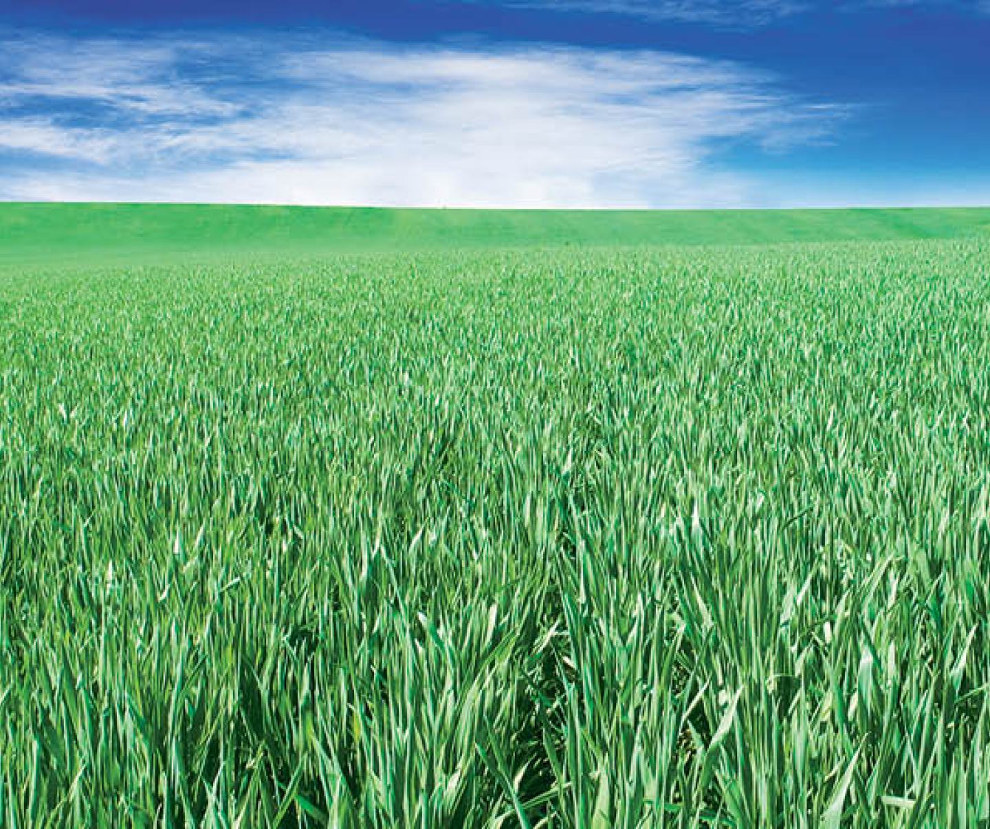 Spring Wheat