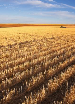 golden wheat stubble