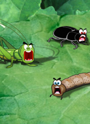 bugs