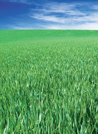 In-Crop Herbicide
