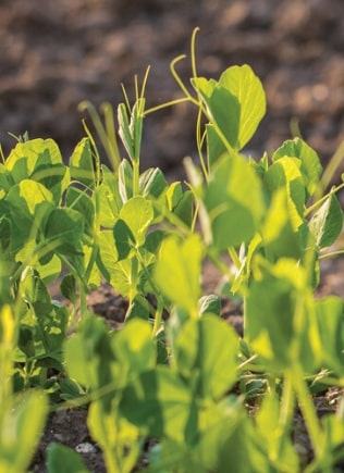 Pre-Seed Herbicide