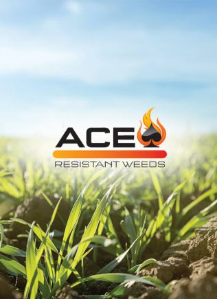 ACE Resistant Weeds Program
