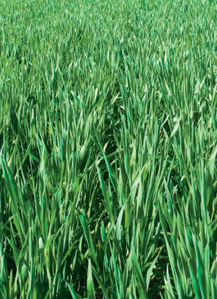 Seed Treatments