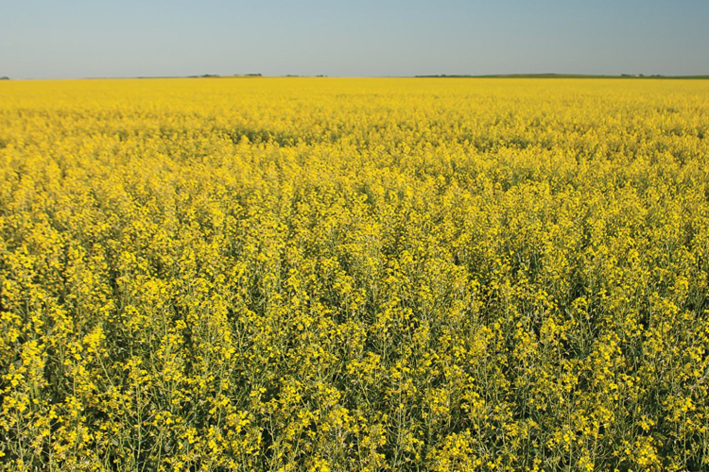 yellow canola field