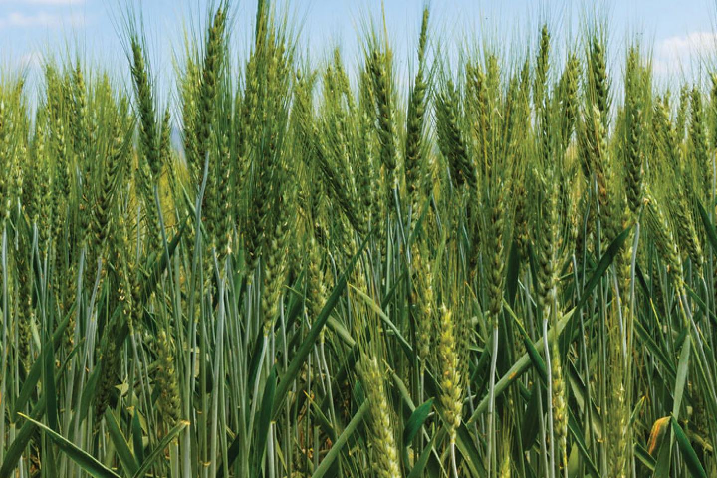 wheat