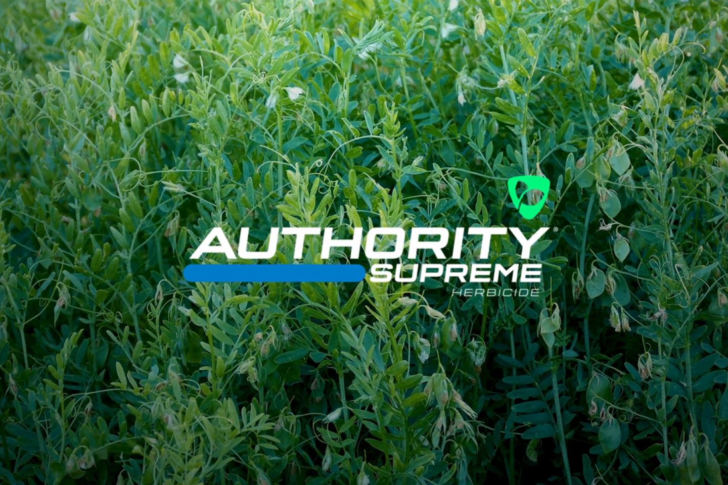 Authority Supreme