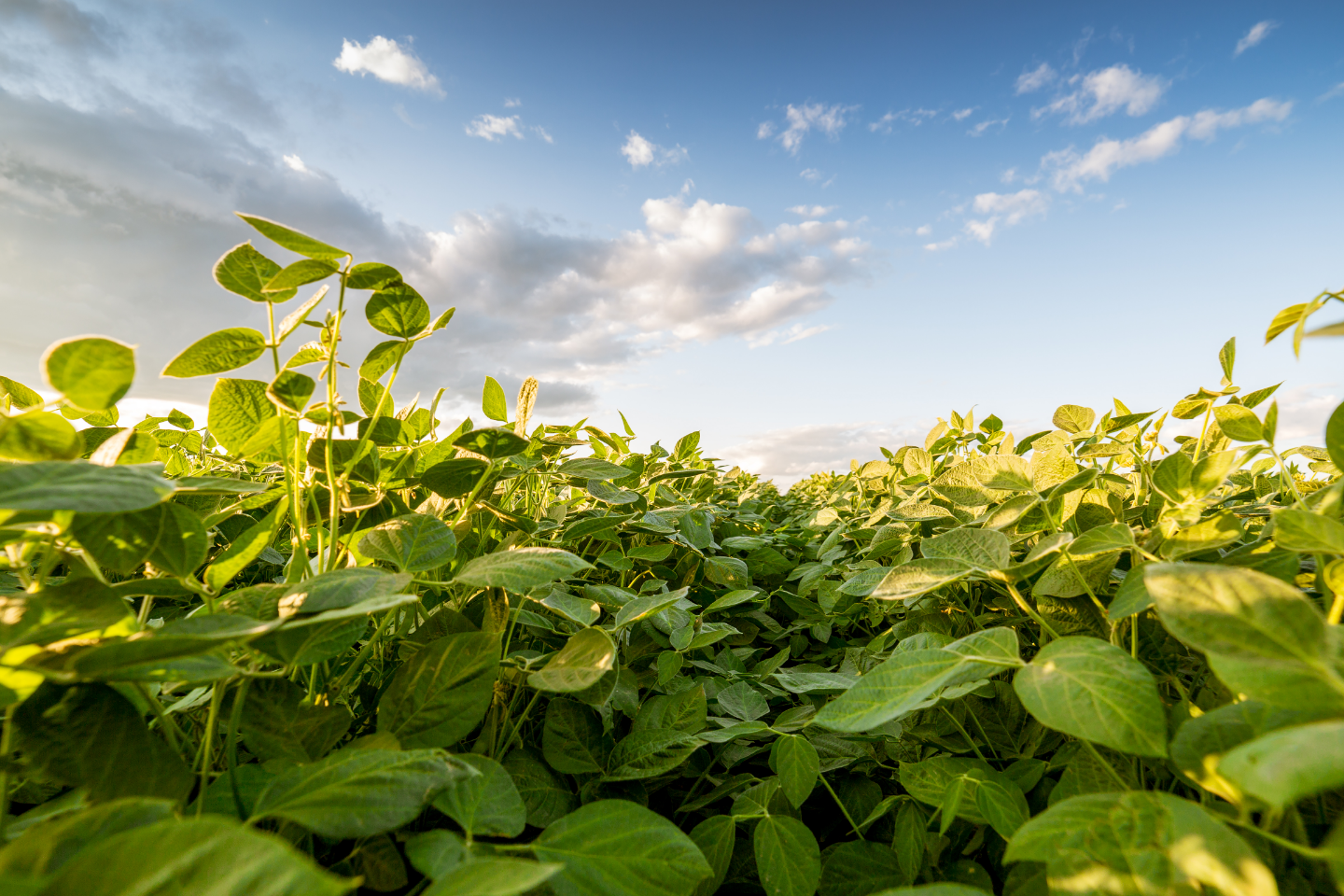 Soybeans
