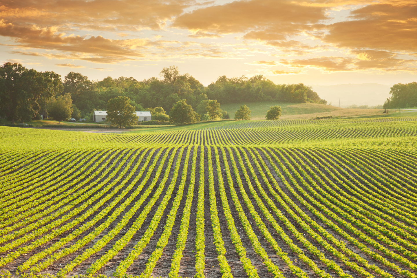 Remove weeds early for higher yielding soybeans