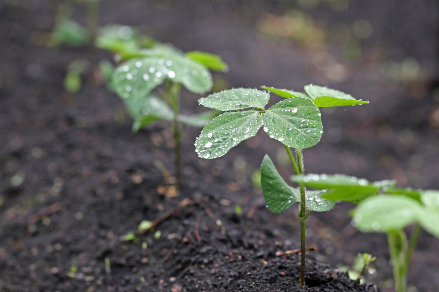 Soybeans
