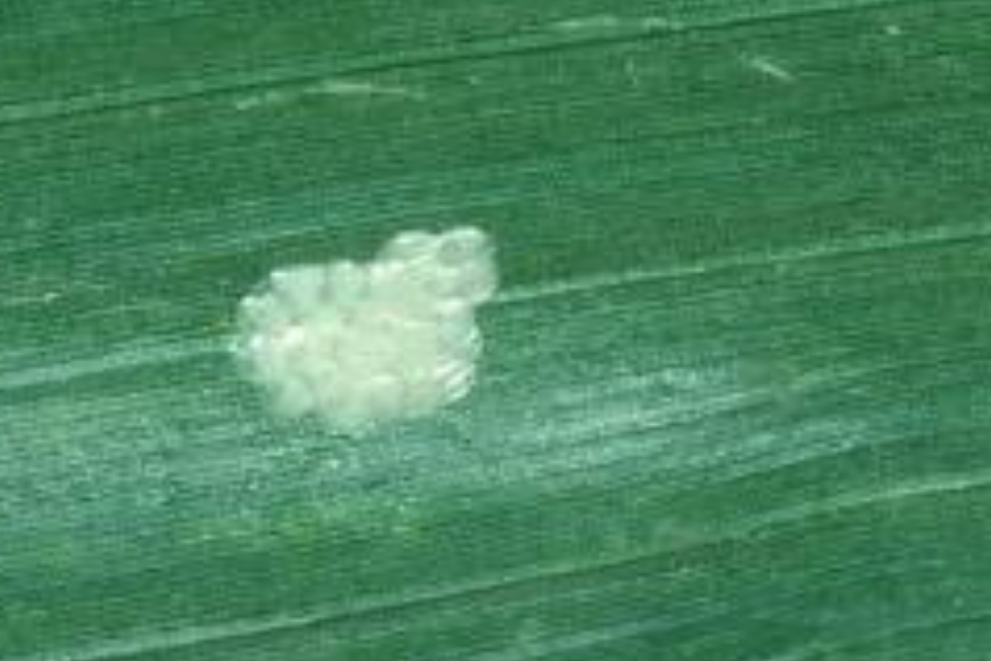 ECB egg mass