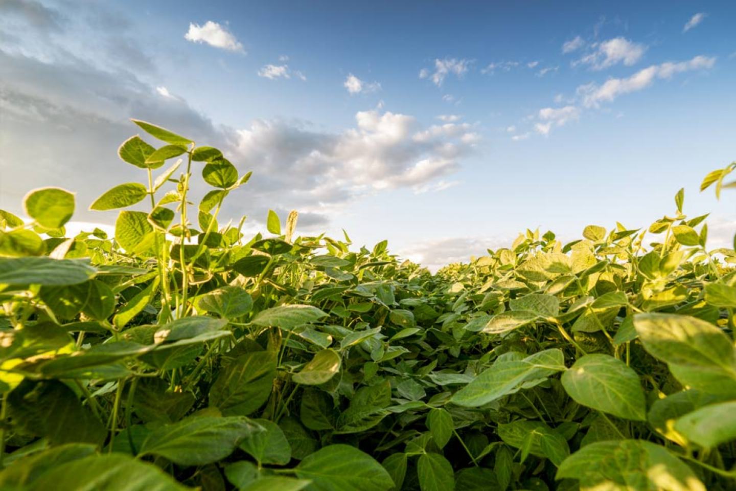 Waterhemp in Soybeans