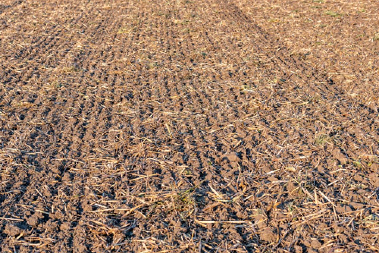 Clean Empty Field