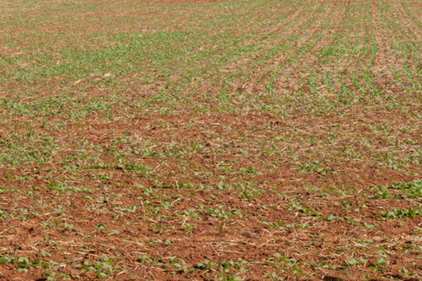 Field with Sprouting Crops