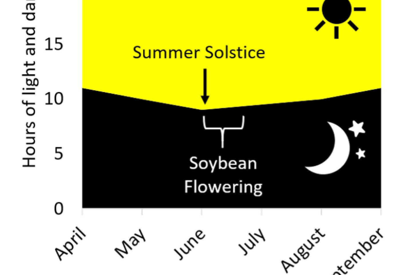 Soybean Flowering