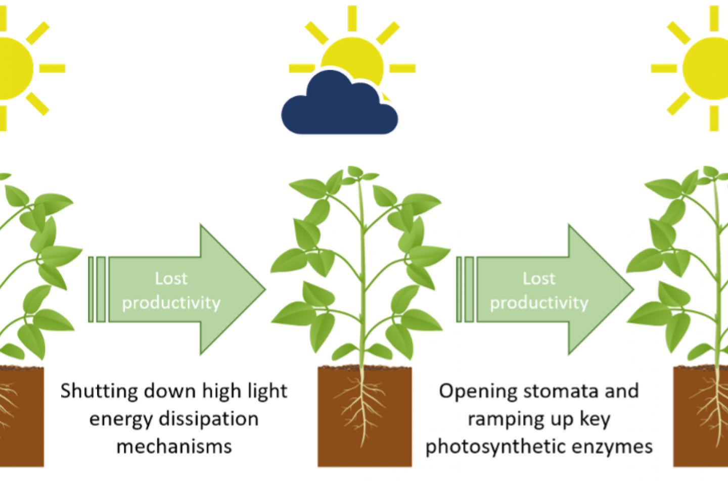 Soybean Productivity