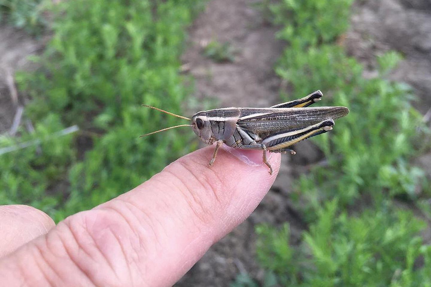 Grasshopper held on a finger