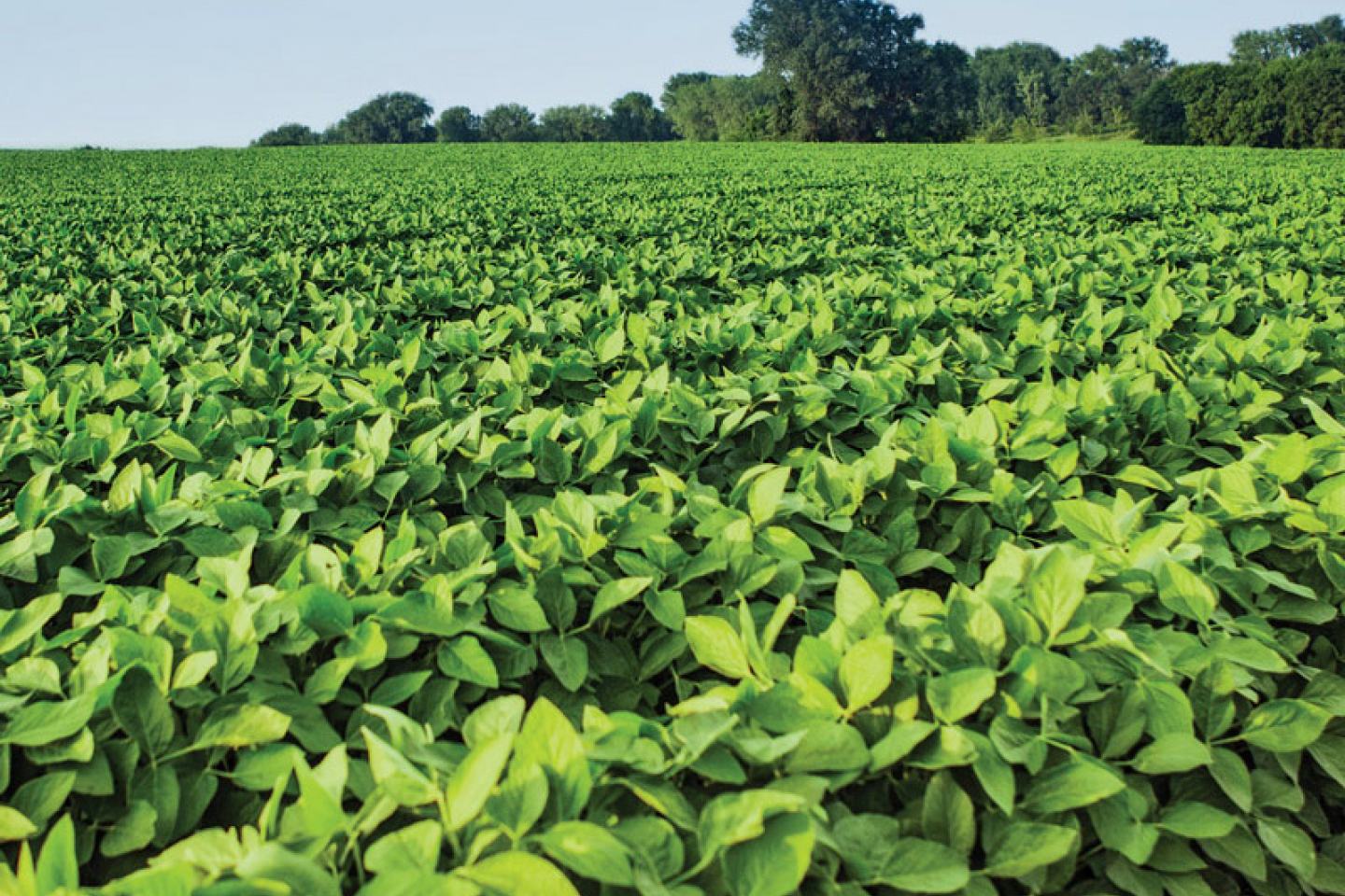 soybean yields