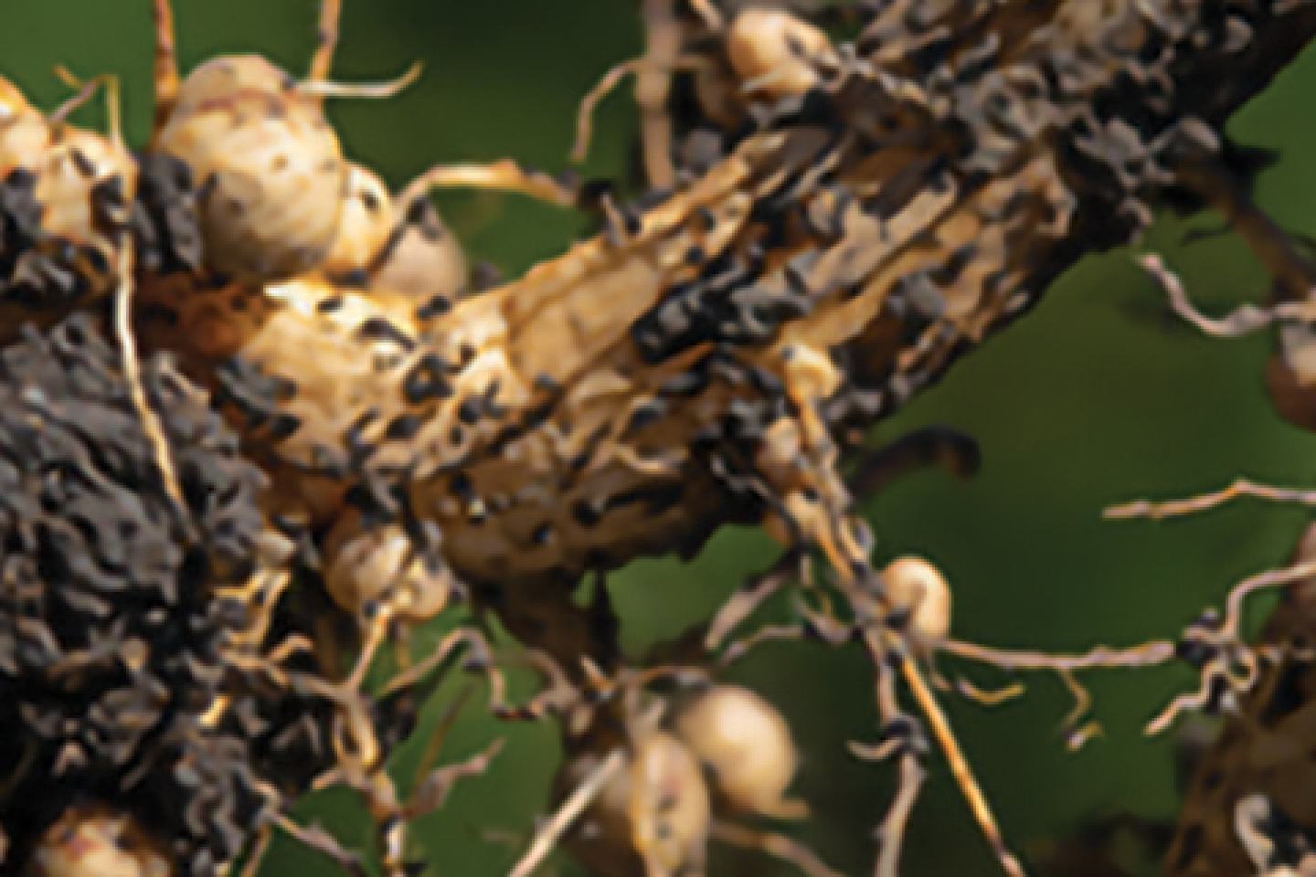 Diseased Soybeans