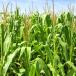 field corn