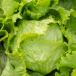 leafy lettuce