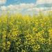 canola field