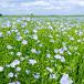 flax field