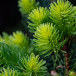 conifers