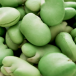 faba bean