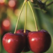 Cherries